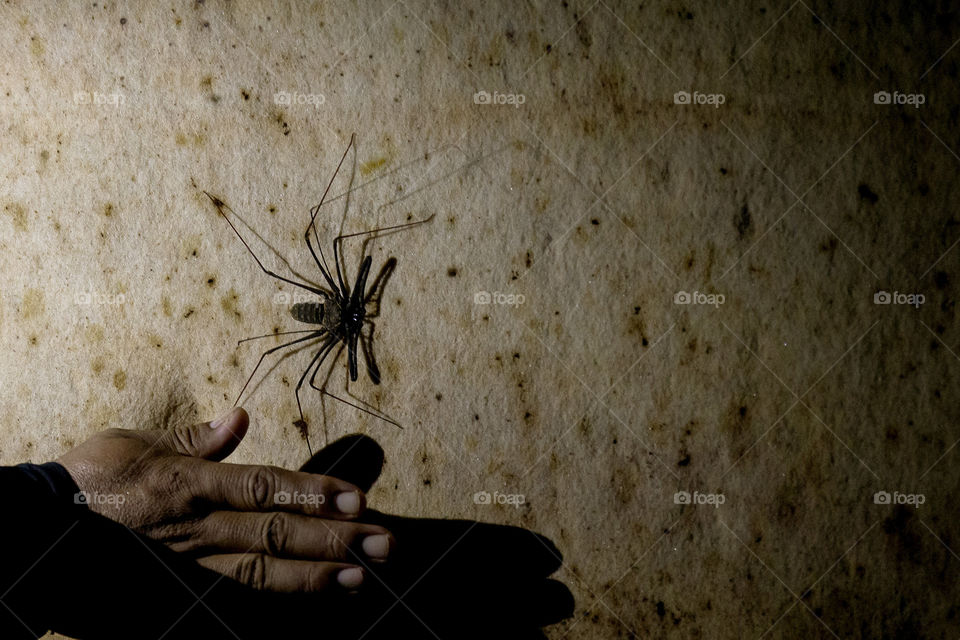 spider found inside cave in amazon forest