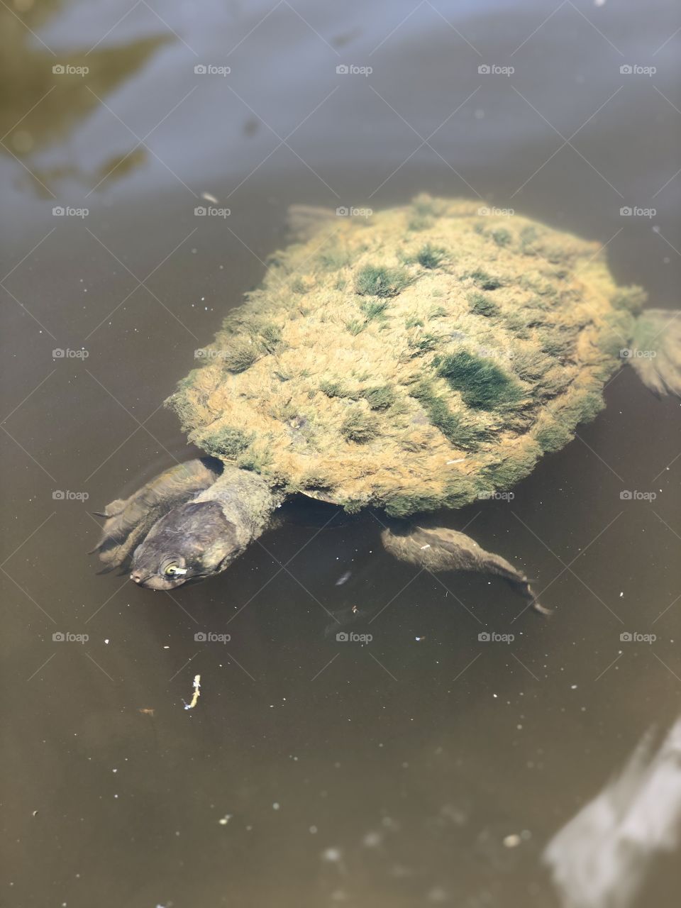 Turtle 