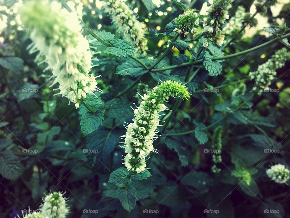 sweet mint in the garden