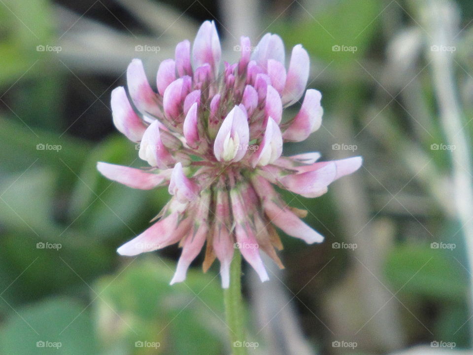 Clover flower close up