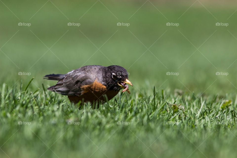 An American robin pulls an earthworm from the ground for the afternoon meal