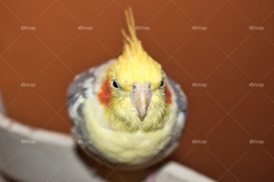 Portrait of a yellow parrot