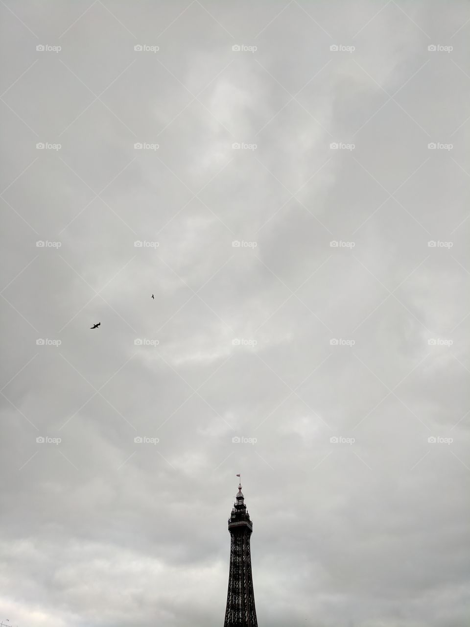 Blackpool tower and gulls