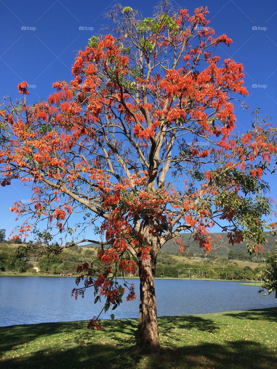 An orange tree in the middle of the blue sky?  Only nature allows us such a beautiful combination... / Uma árvore laranja em meio ao céu azul? Somente a natureza nos permite tal bonita combinação...