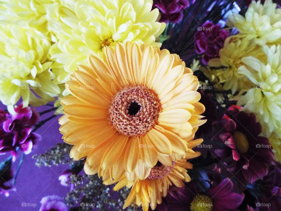 A Orange Chrysanthemum 