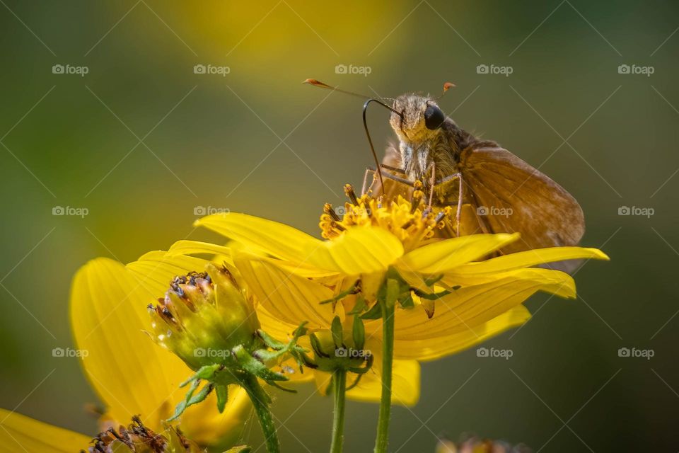 A tiny skipper engrossed in what it loved…probing for nectar. 