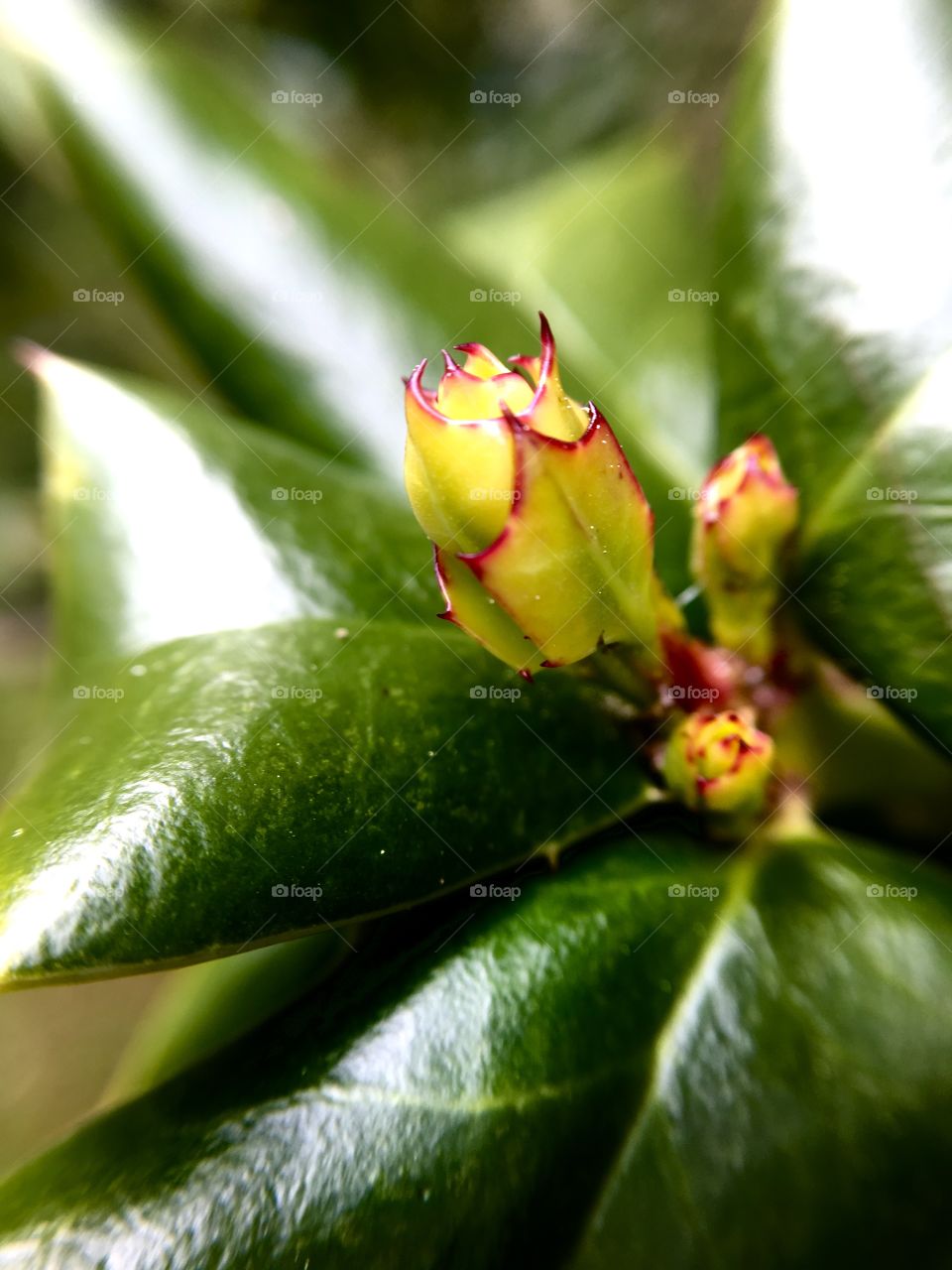 Green thorn leaf.
