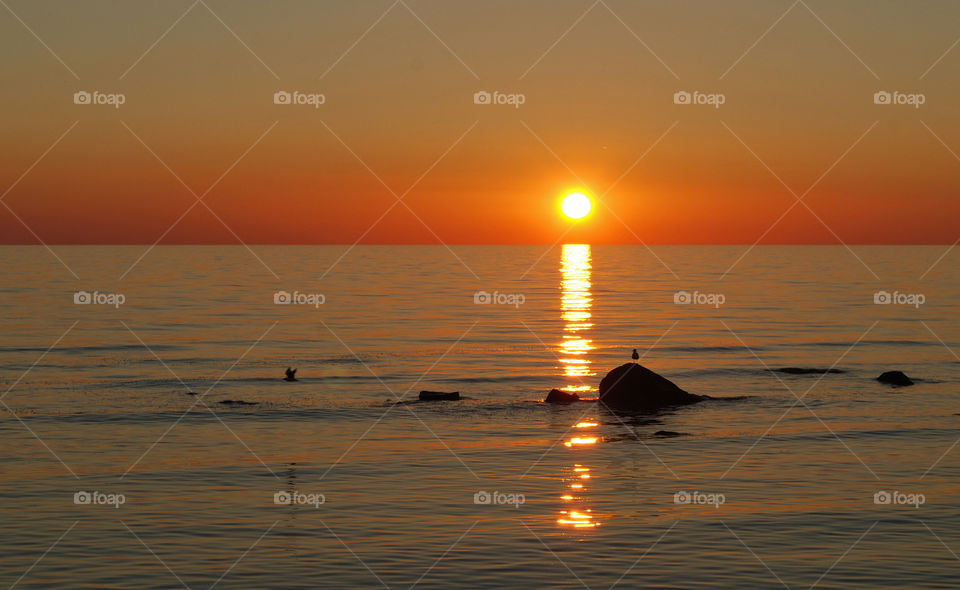 Bird sitting on rock and view of sunset