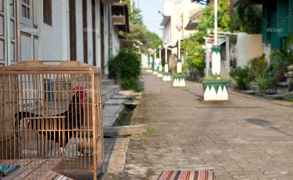 A rooster in a cage, in a quiet street of Jogjakarta, Java, Indonesia 