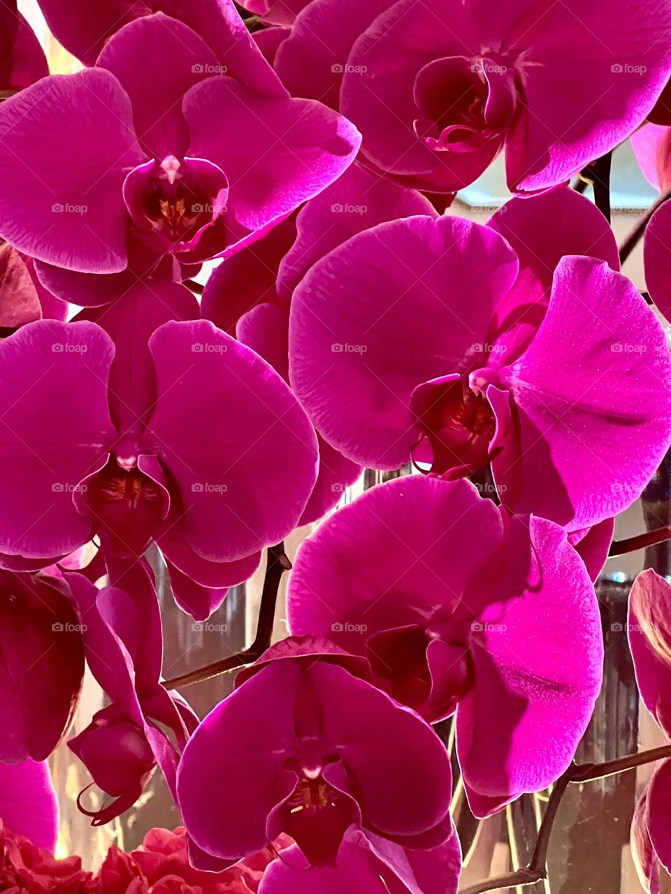 In the photo there is an Orchid with large, bright flowers