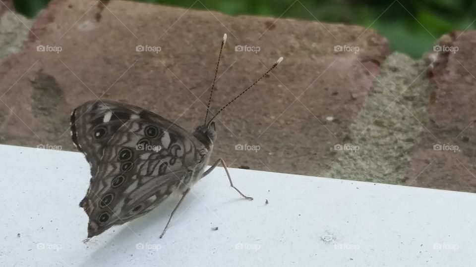 Butterfly, Nature, Insect, Outdoors, Wildlife