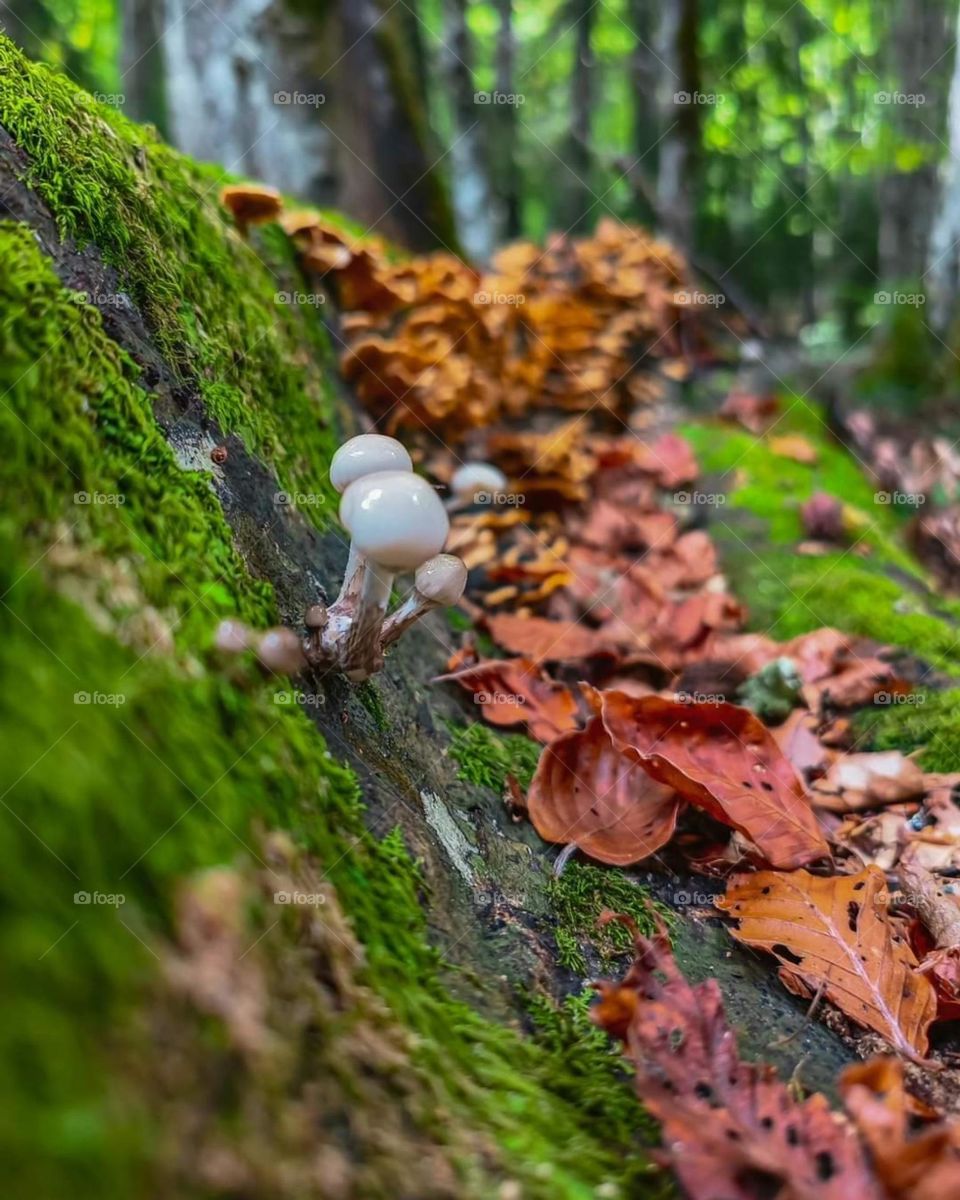 Enchanced lens exploring the magic forest mission