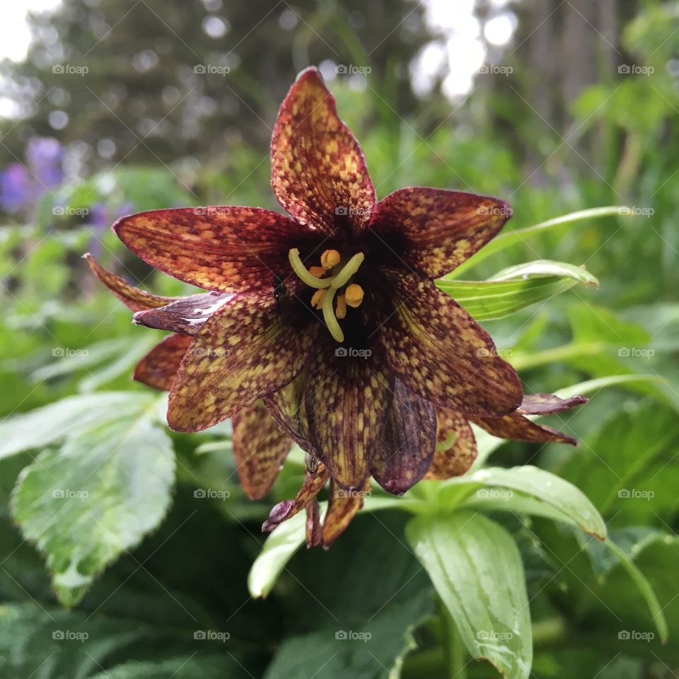 Chocolate Lily, Kodiak, Alaska