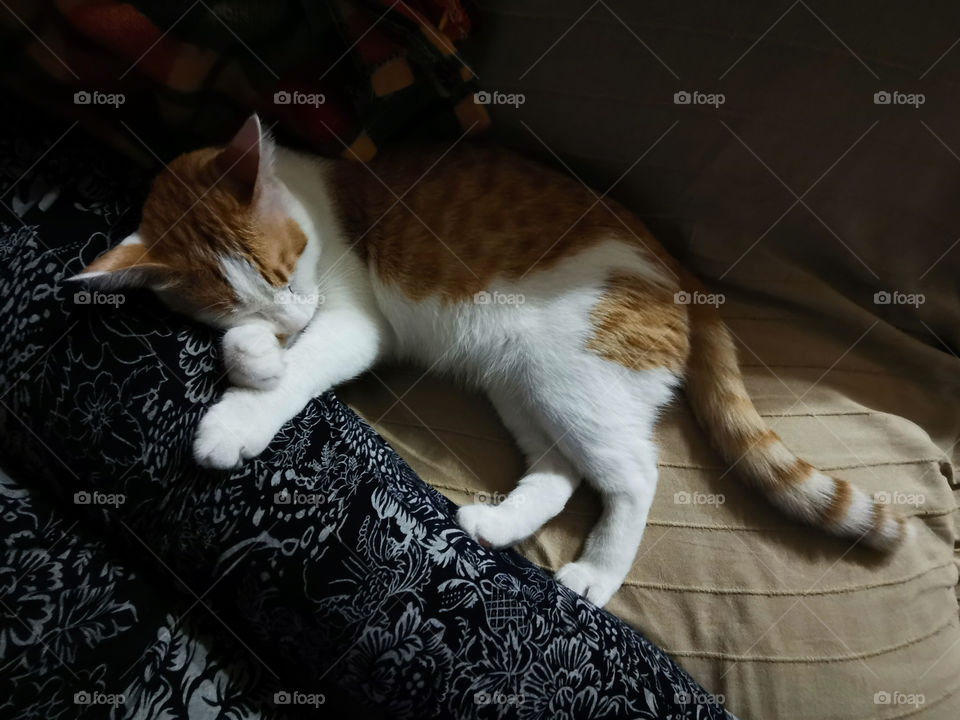 Cat sleeping beside it's owner on the sofa.