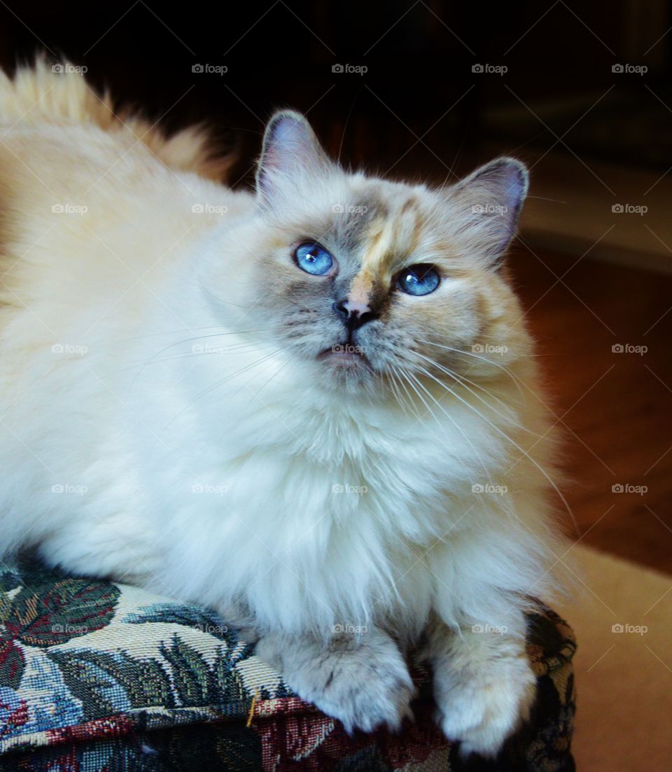 White ragdoll cat