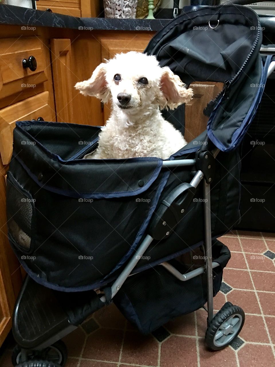 Carriage for Animal Safety-Poodle Dog

This is how my best friend of 16 yrs, my Poodle, keeps me company when I'm doing dishes. That way he's by my side when he follows me to the kitchen. He has a bad back & anything I can do to help him, I try to do!