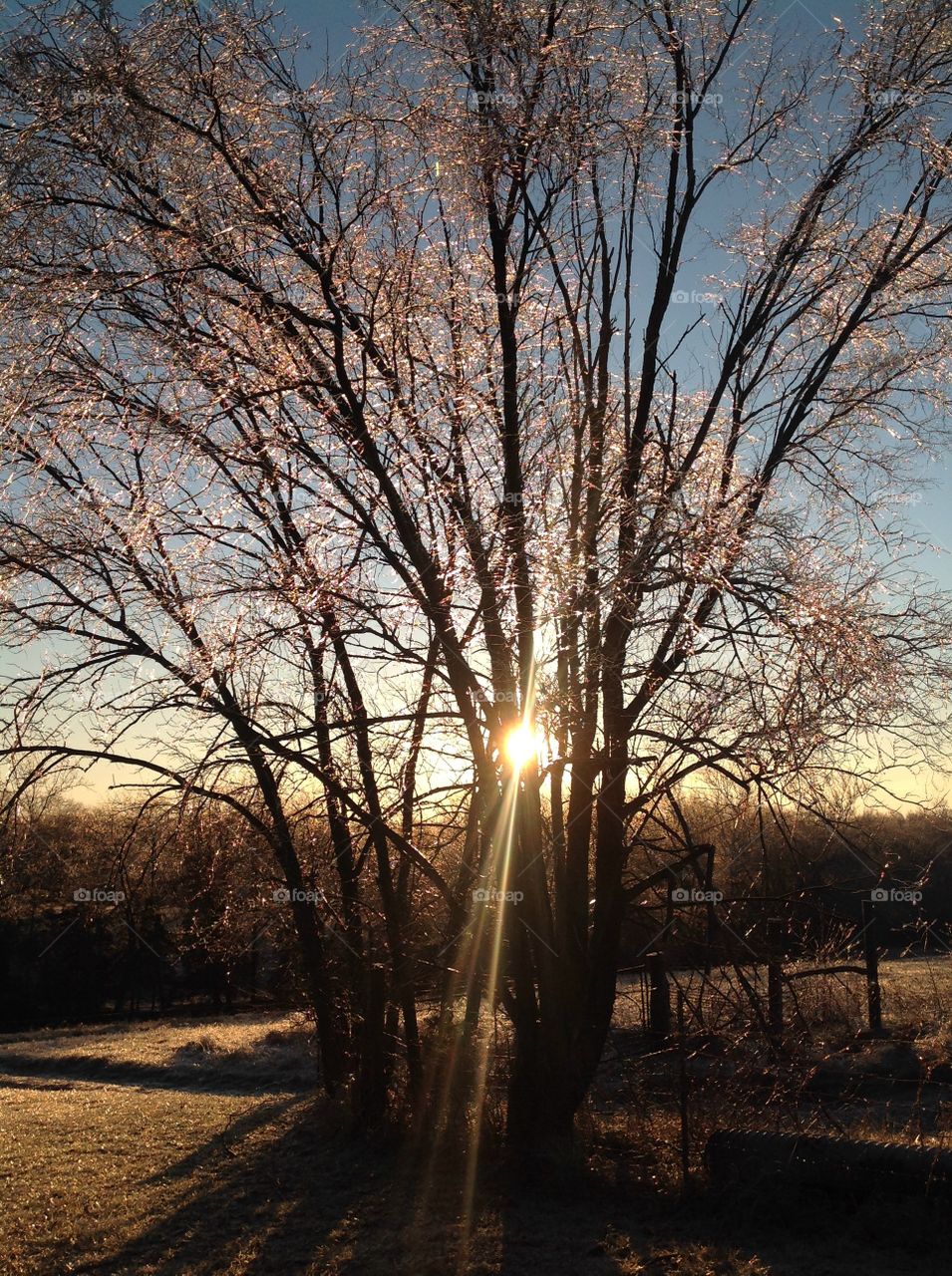 Icy morning