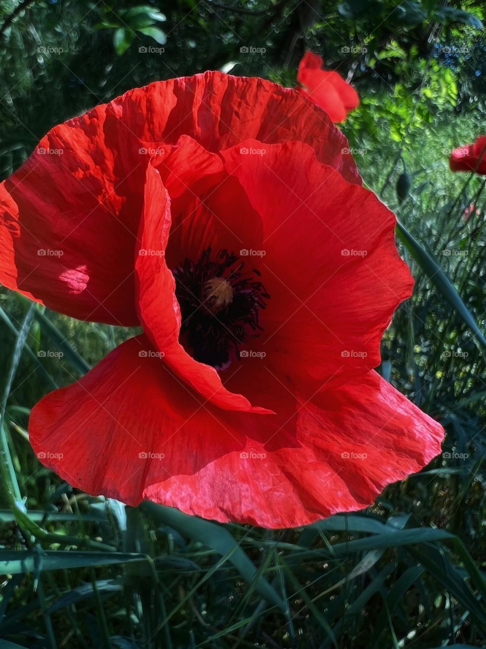 Poppyflower