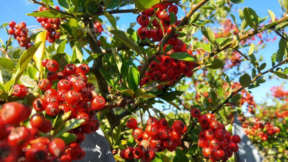 fruits