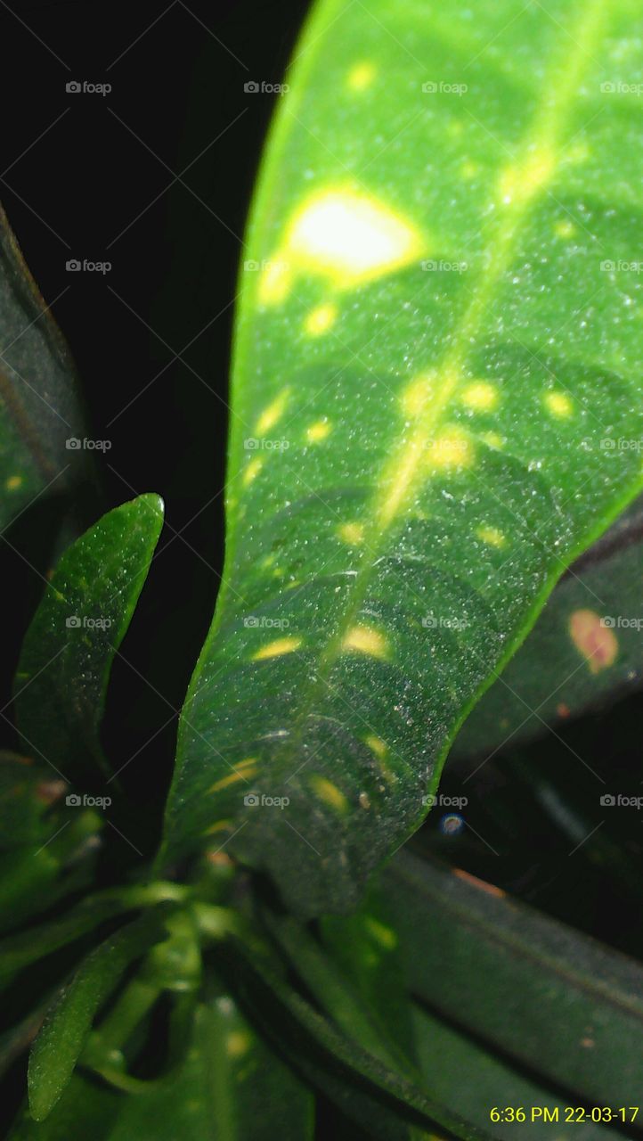 Green leaf of small green plant captured in the dark with phone's flash