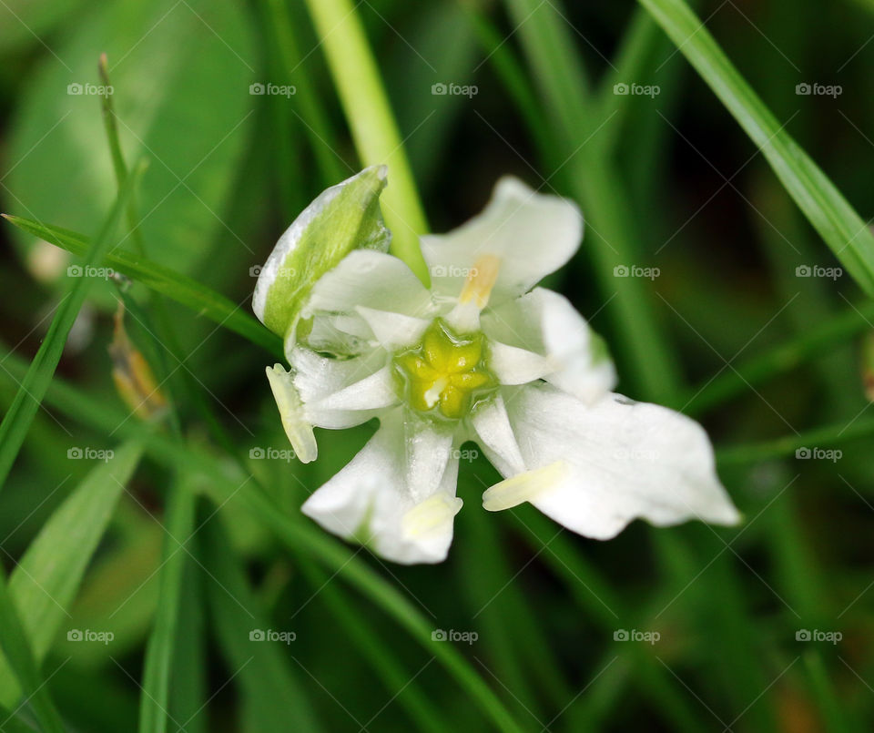 white flower oponing