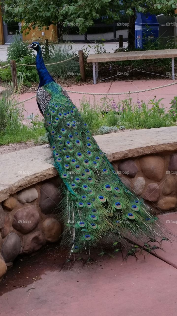 Cheyenne Mountain Zoo Peacock