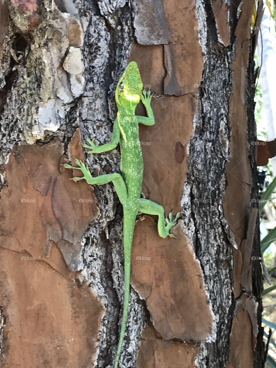 Florida lizard