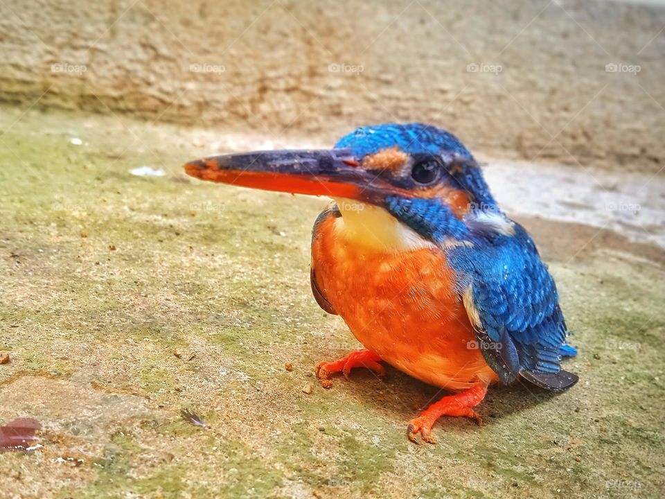 Beautiful Kingfisher