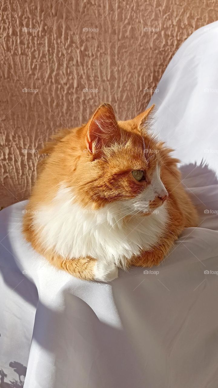 beautiful portrait cat in sunlight, mobile photography