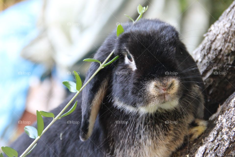 Extreme close-up of rabbit