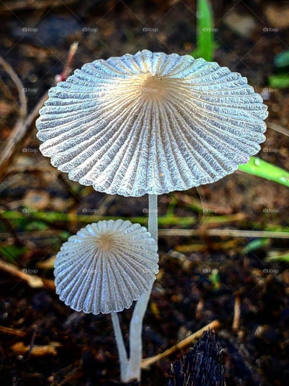 A kind of  white umbrella mushroom that is very beautiful. Mushrooms are a lot  and so  different and usually not edible!