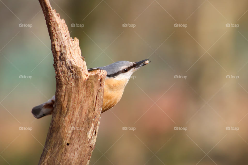Nuthatch showing off behind a dried wood branch
