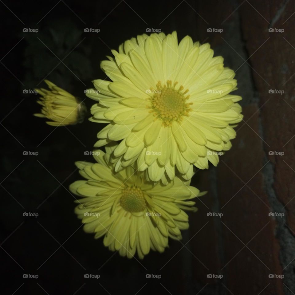 Chrysanthemum yellow