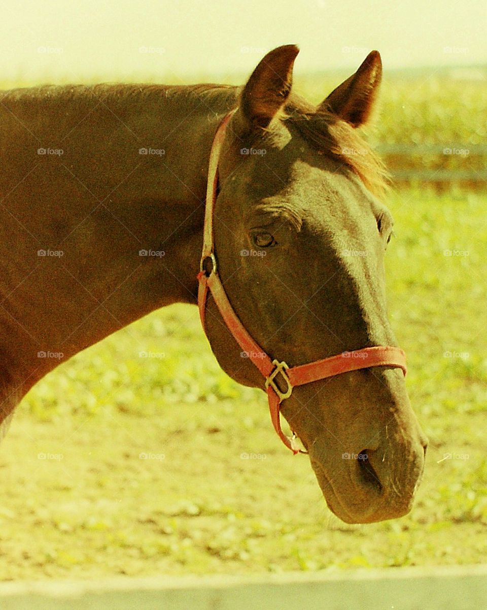 Amish Horse