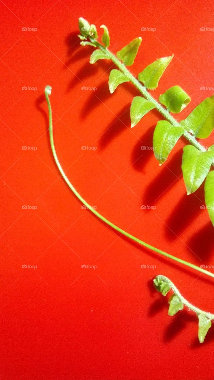fern leaf on red background