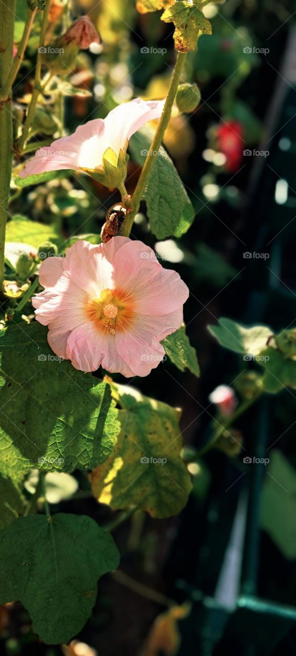 The photo shows a pink flower blooming in a garden surrounded by green leaves.The sunlight enhances the flower's vibrant colors, creating a warm and peaceful scene.The image captures the flower's beauty and highlighting a serene moment in nature.