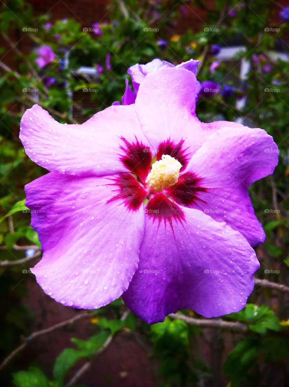 Violet hibiscus flower