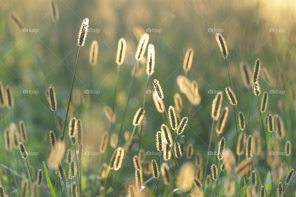 Rural summer sunset in the field. Plants lit up from behind.