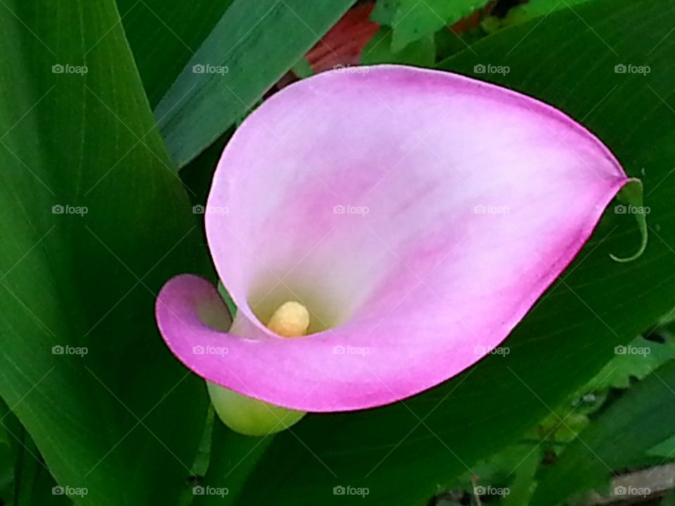Pink Calla Lily. One of my many garden flowers.