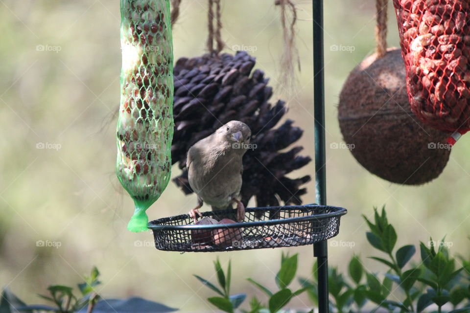 Bird feeds