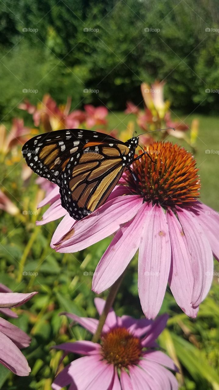 Monarch on coneflower