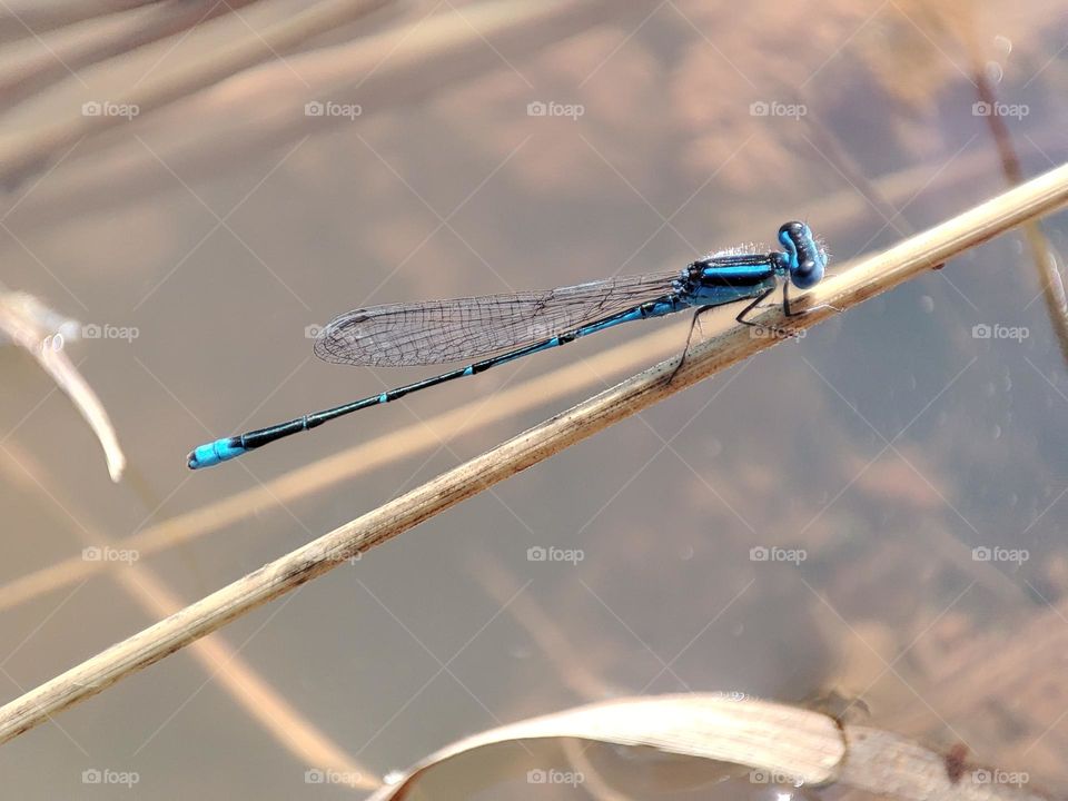 Blue Dragonfly on the river