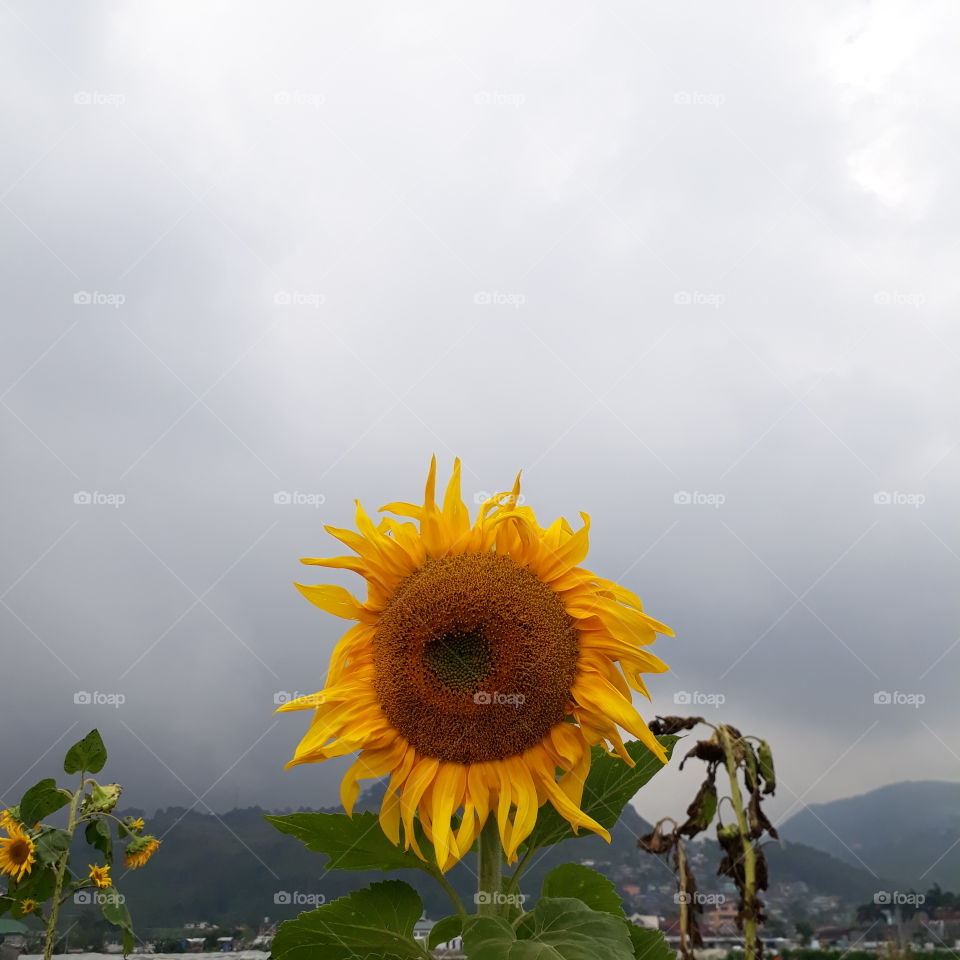 sunflower on a cloudy day