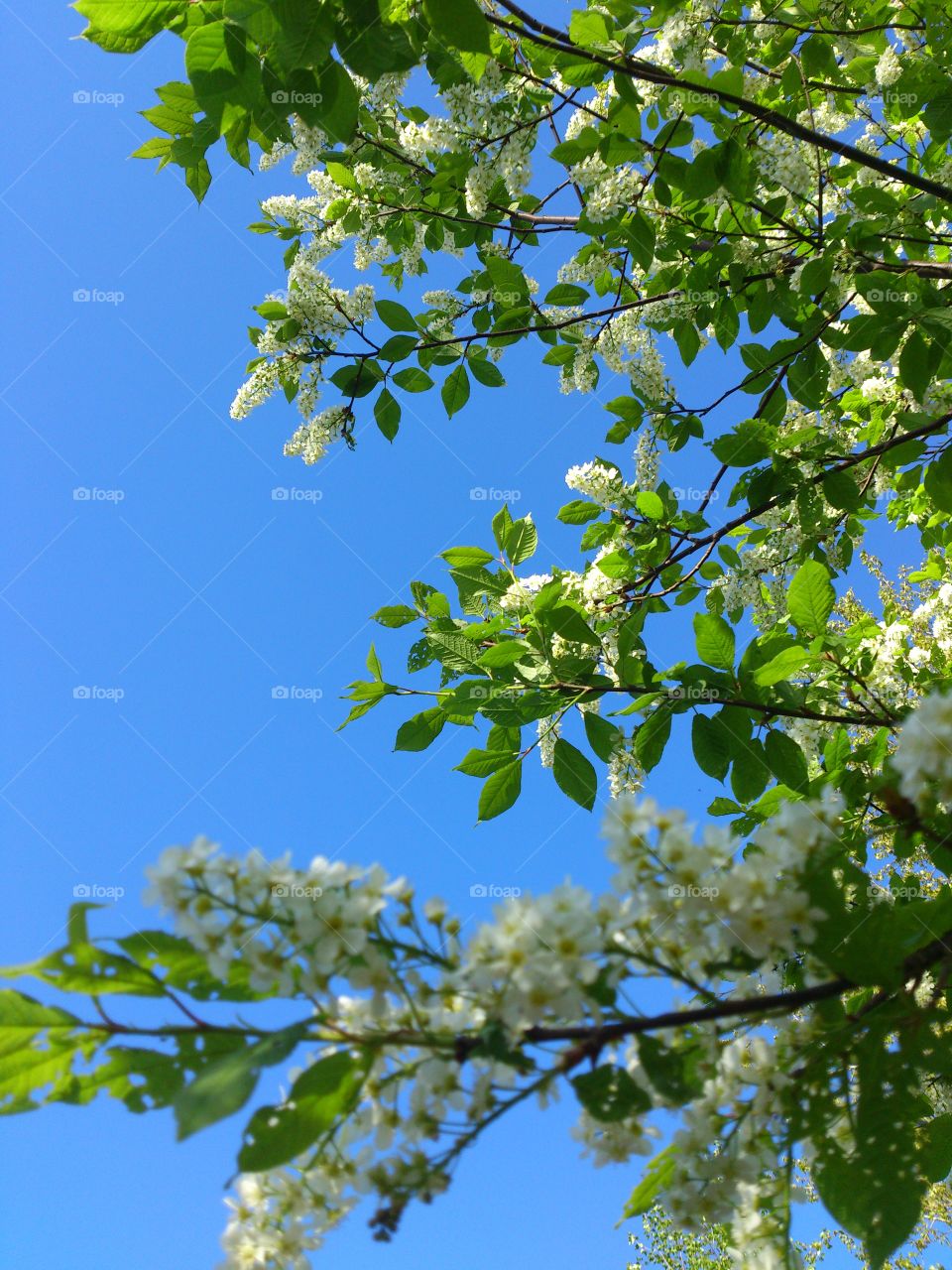 Spring flowering