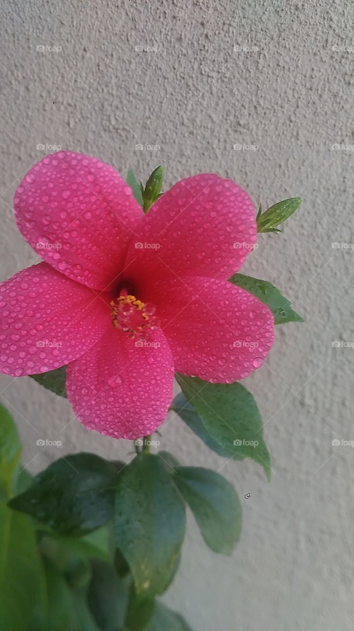 lovely pink Watery Flower
