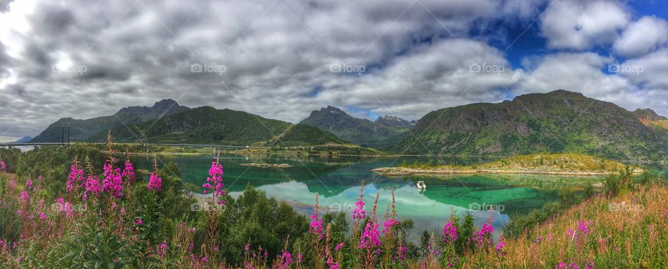 Panoramic view of flowers at Lofoten Island