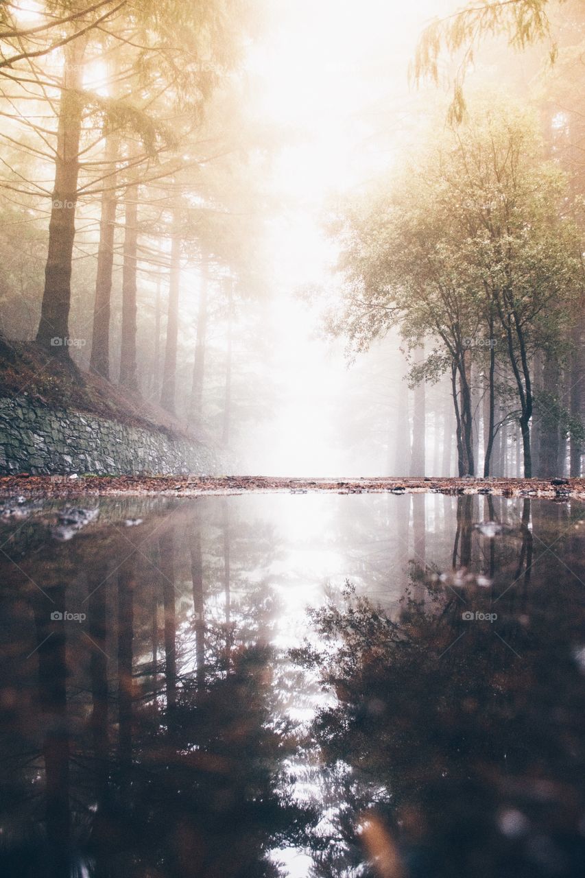 Trees reflecting on lake in misty morning