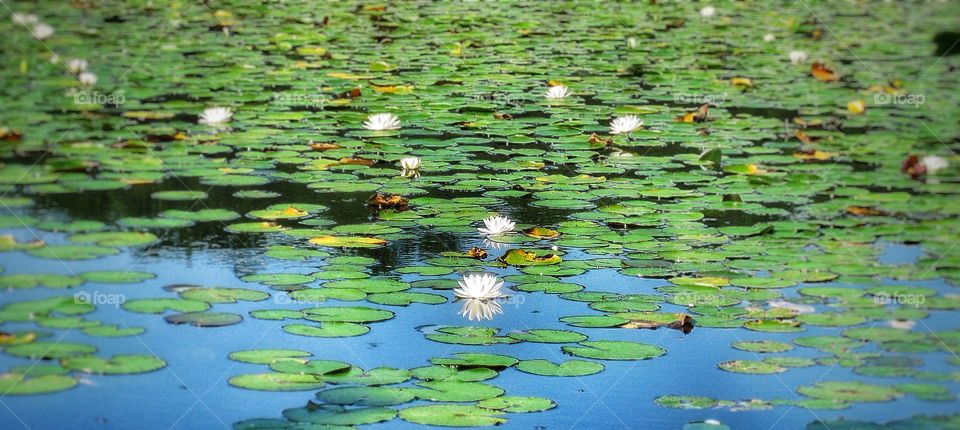 Cape Cod Massachusetts Pond