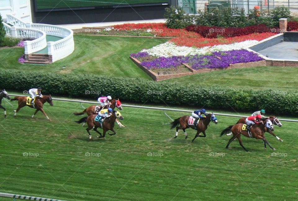 thoroughbred turf race at Churchill Downs