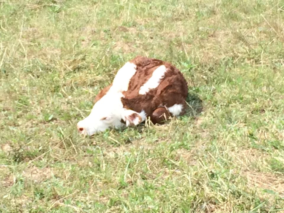 Calf Sleeping. Awee this calf is taking a nap at Thistlewood Ranch, I love taking walks here! Beautiful scenery and livestock:) 